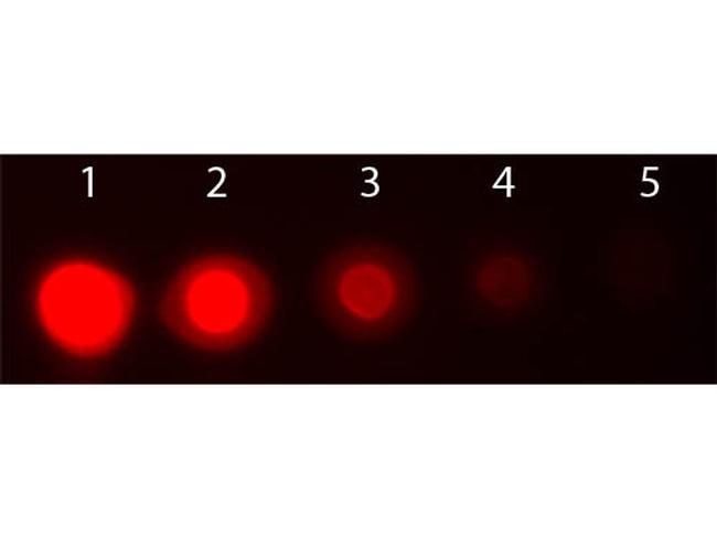 AKT3 Antibody in Dot Blot (DB)