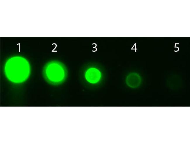 AKT3 Antibody in Dot Blot (DB)