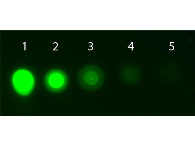 AKT1 Antibody in Dot Blot (DB)