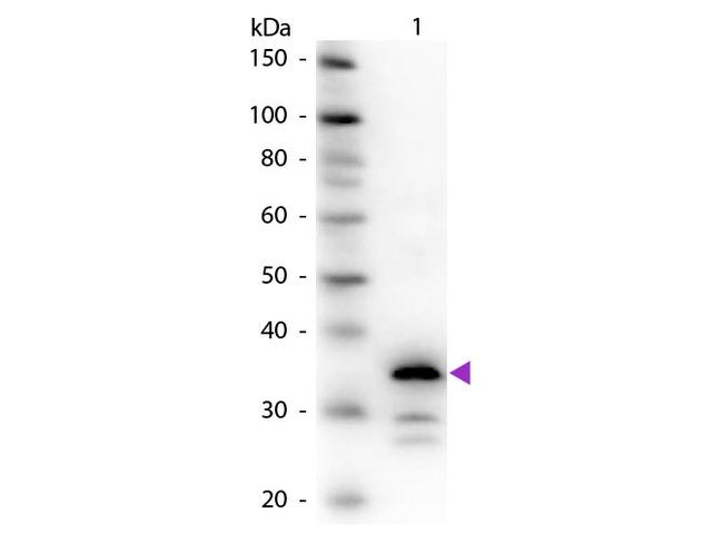 Carboxypeptidase B Antibody in Western Blot (WB)