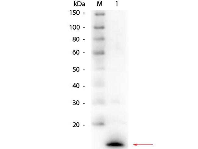 Lysozyme Antibody in Western Blot (WB)