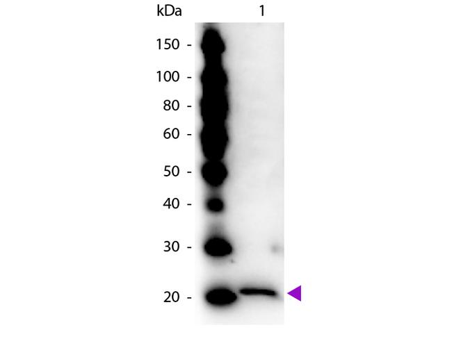 Ferritin Antibody in Western Blot (WB)