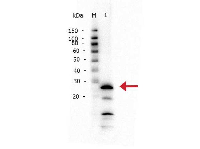 Trypsin Antibody in Western Blot (WB)