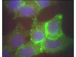 Jagged 1 Antibody in Immunocytochemistry (ICC/IF)