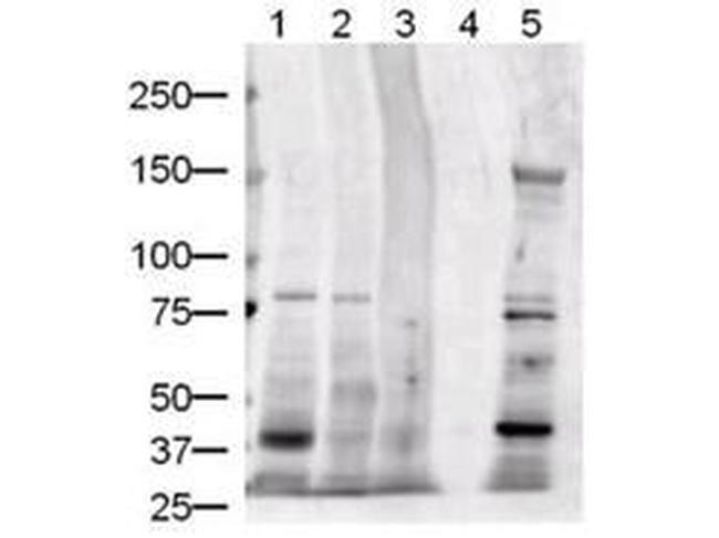 Jagged 1 Antibody in Western Blot (WB)