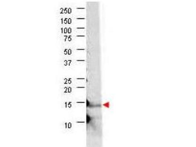 IL-21 Antibody in Western Blot (WB)