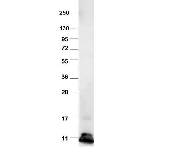 CCL2 Antibody in Western Blot (WB)