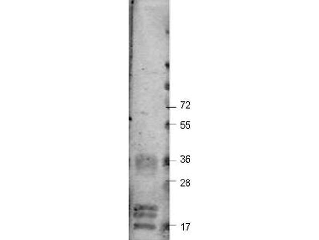 VEGF-A Antibody in Western Blot (WB)