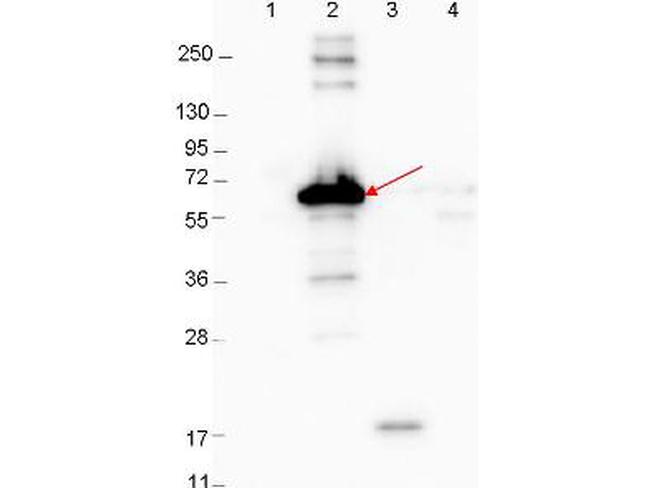 DbpA Antibody in Western Blot (WB)