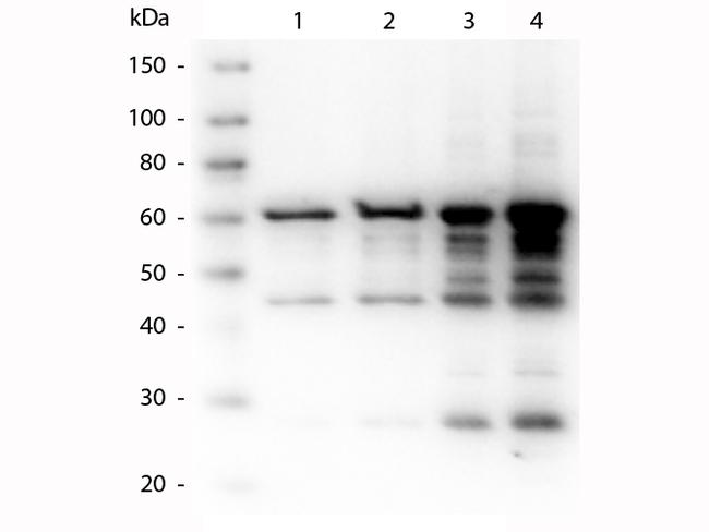 p35 Antibody in Western Blot (WB)