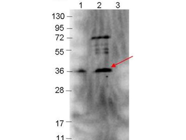 p39 Antibody in Western Blot (WB)