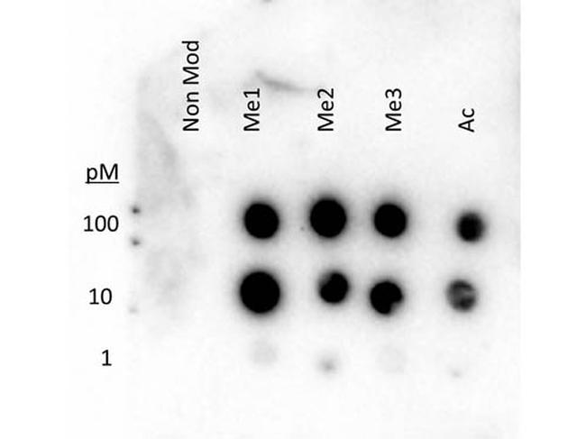 H3K9me3 Antibody in Dot Blot (DB)