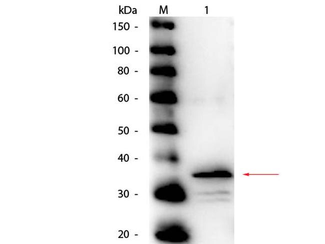 Carboxypeptidase B Antibody in Western Blot (WB)