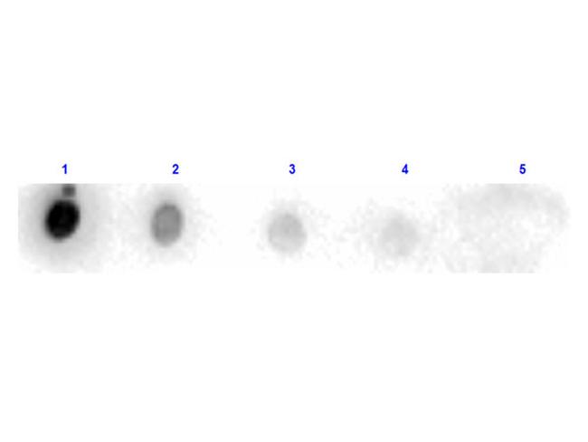 Trypsin Antibody in Dot Blot (DB)