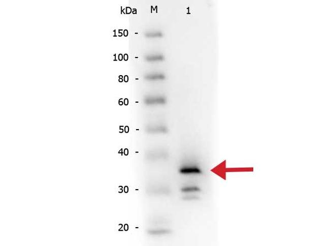 Carboxypeptidase B Antibody in Western Blot (WB)