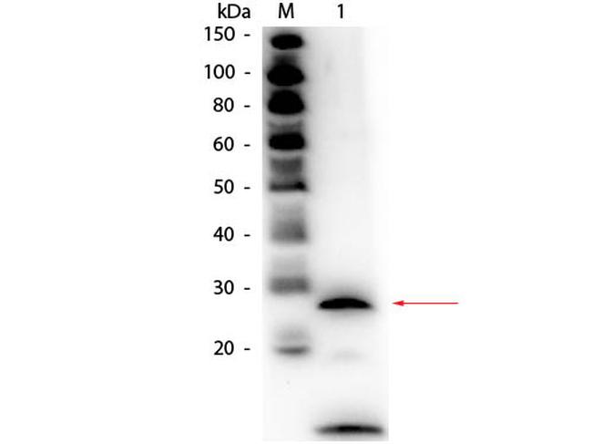 Trypsin Antibody in Western Blot (WB)