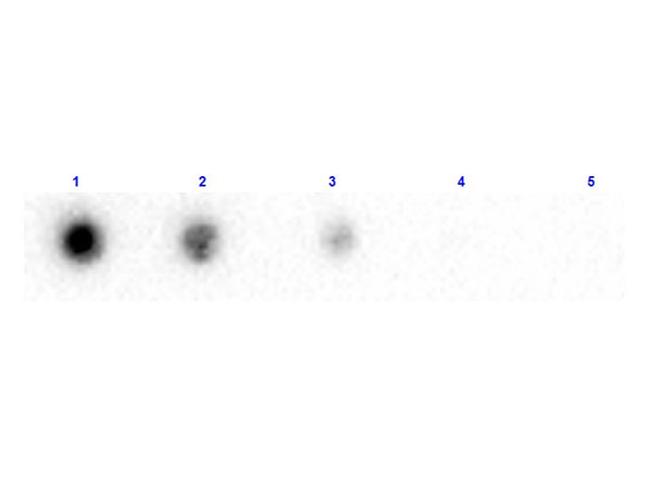 beta-2-Microglobulin Antibody in Dot Blot (DB)