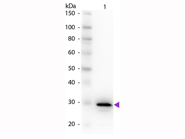 Carbonic Anhydrase II Antibody in Western Blot (WB)