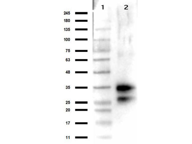 Deoxyribonuclease I Antibody in Western Blot (WB)