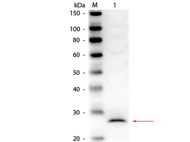 Elastase Antibody in Western Blot (WB)