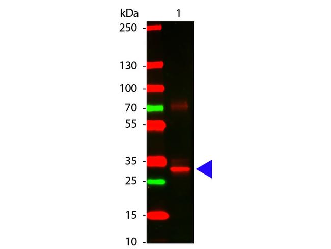 L-Asparaginase Antibody in Western Blot (WB)