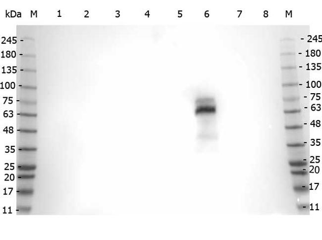 Myeloperoxidase Antibody in Western Blot (WB)