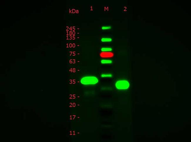 Ovalbumin Antibody