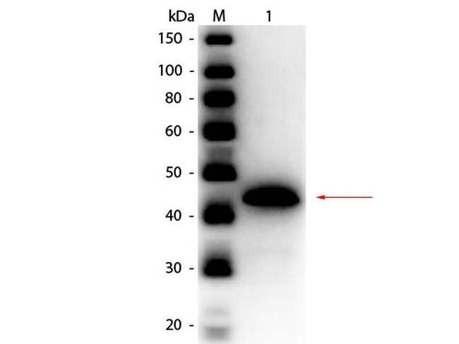 Alcohol Dehydrogenase Antibody in Western Blot (WB)