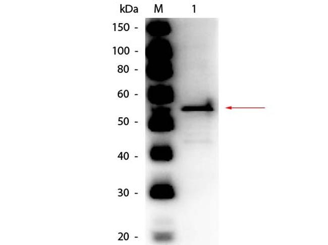 Aldehyde Dehydrogenase Antibody in Western Blot (WB)