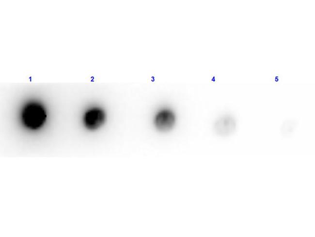 Acid Phosphatase Antibody in Dot Blot (DB)