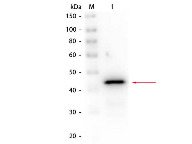 Alcohol Dehydrogenase Antibody in Western Blot (WB)