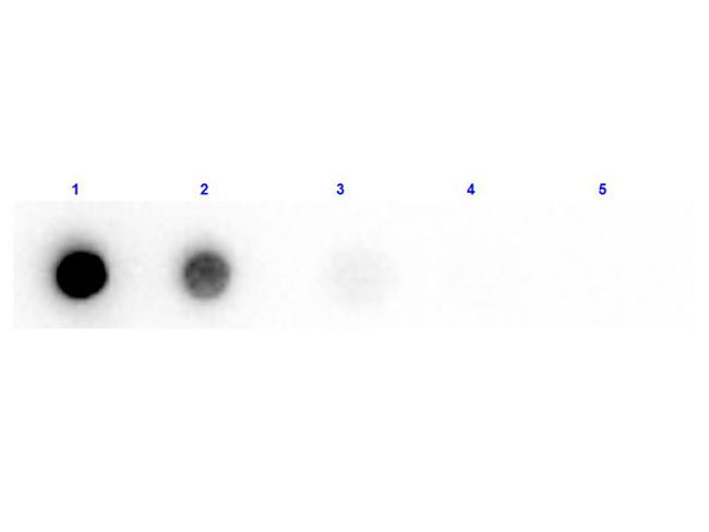 beta Amylase Antibody in Dot Blot (DB)