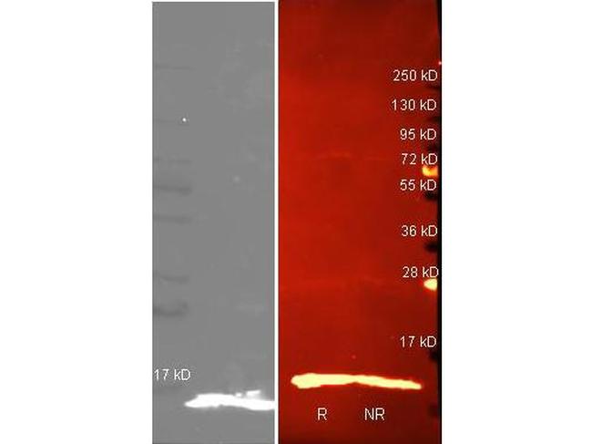 Lysozyme Antibody in Western Blot (WB)