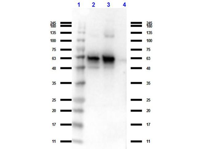 NAG-1 Antibody in Western Blot (WB)