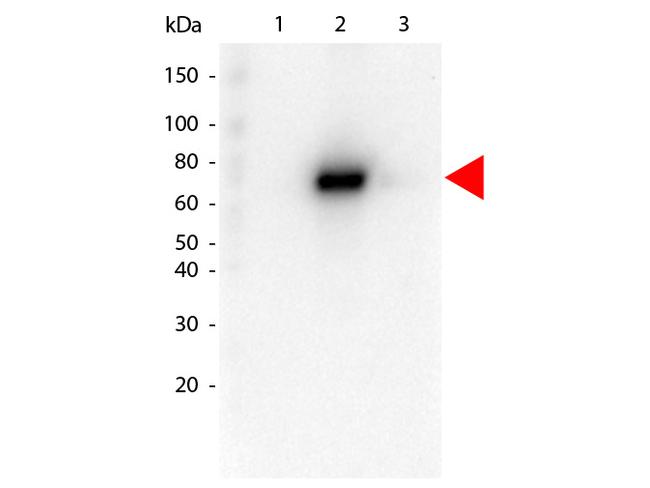 AKT2 Antibody in Western Blot (WB)