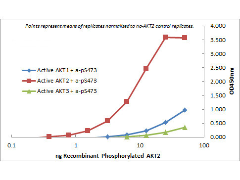 AKT2 Antibody in ELISA (ELISA)