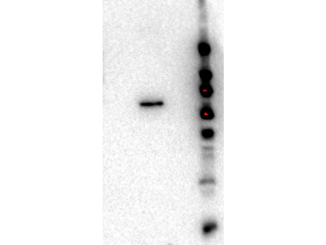 AKT2 Antibody in Western Blot (WB)