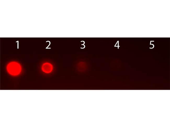 AKT2 Antibody in Dot Blot (DB)