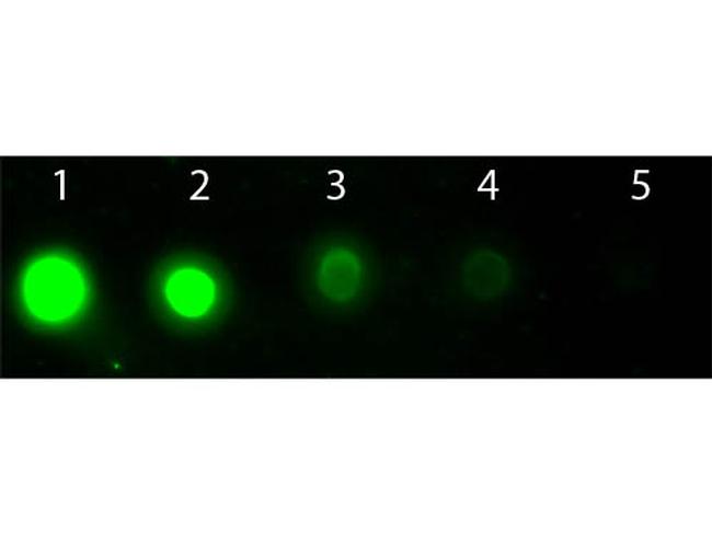 AKT2 Antibody in Dot Blot (DB)