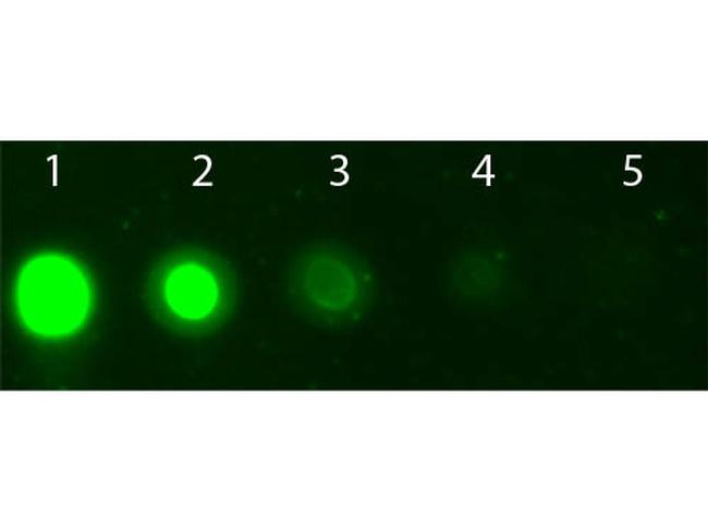 AKT2 Antibody in Dot Blot (DB)