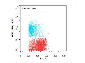 AKT2 Antibody in Flow Cytometry (Flow)