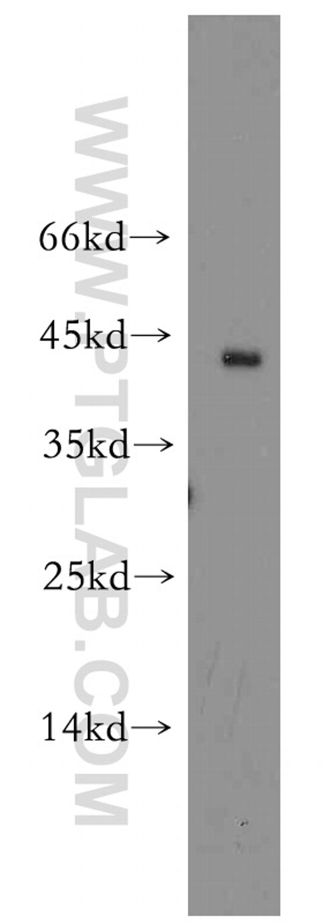 CD134/OX40 Antibody in Western Blot (WB)