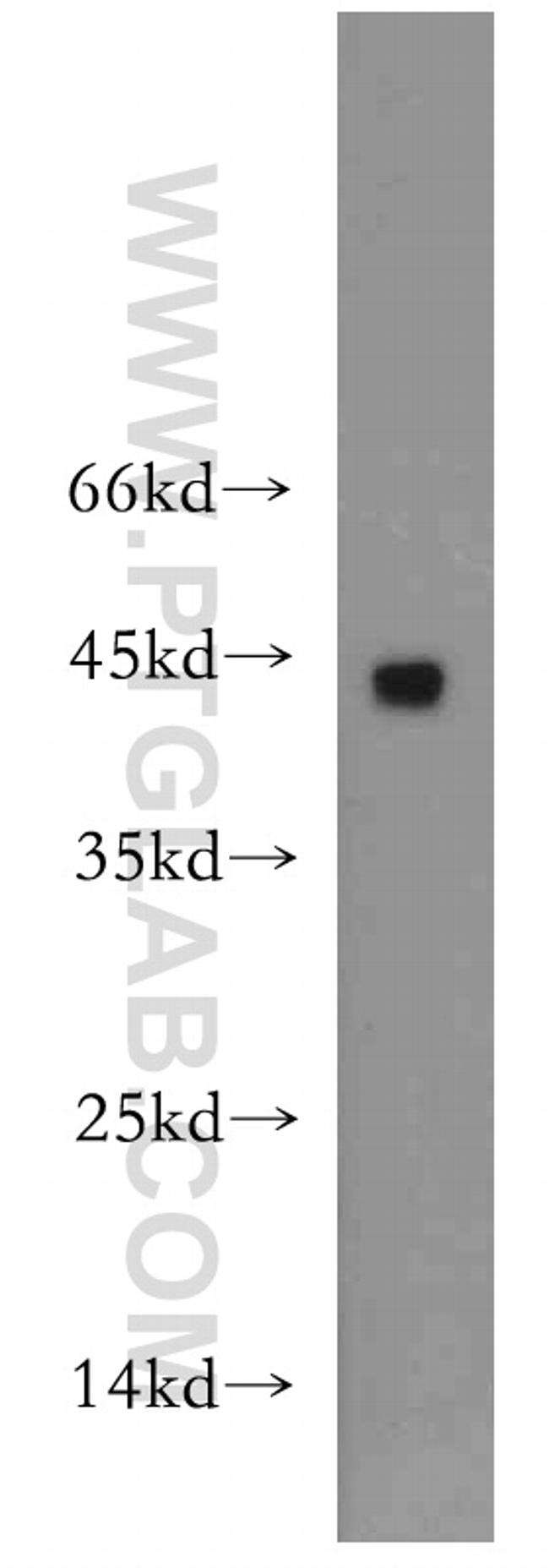 CD134/OX40 Antibody in Western Blot (WB)