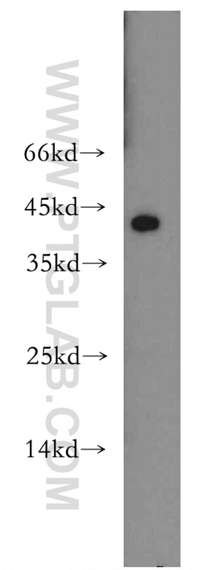 CD134/OX40 Antibody in Western Blot (WB)