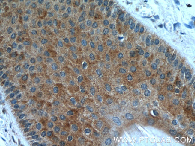 CYP4F8 Antibody in Immunohistochemistry (Paraffin) (IHC (P))