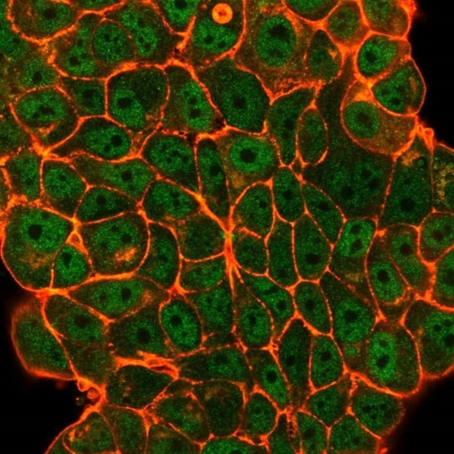 ELK1 Antibody in Immunocytochemistry (ICC/IF)