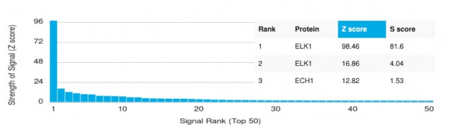 ELK1 Antibody in Peptide array (ARRAY)