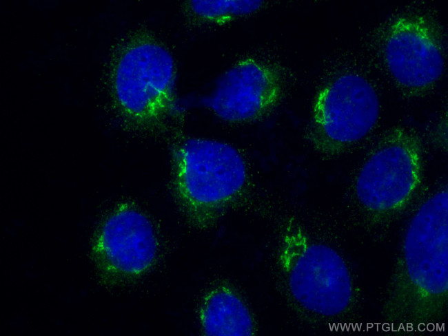 SEC16A Antibody in Immunocytochemistry (ICC/IF)