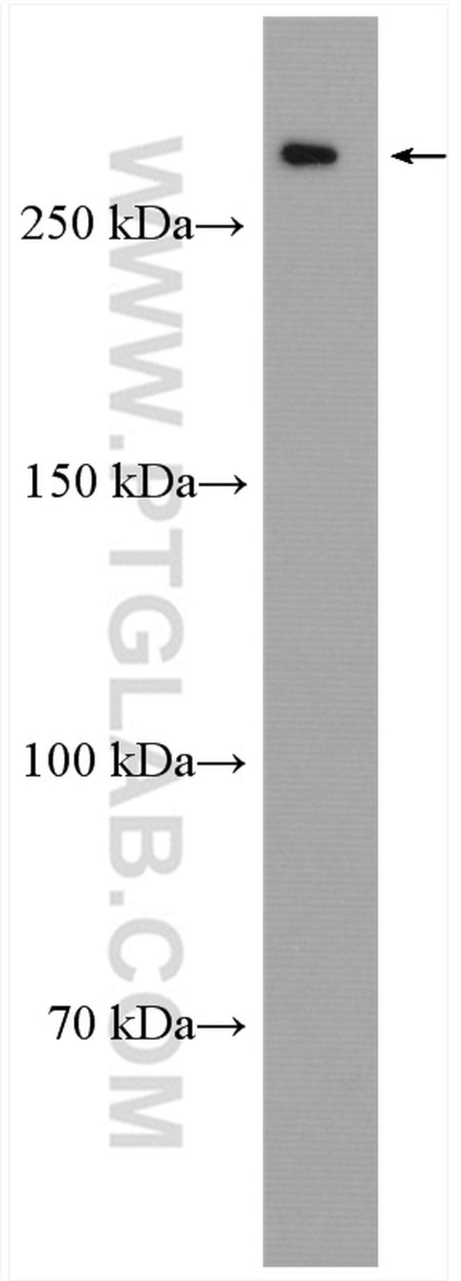 SEC16A Antibody in Western Blot (WB)