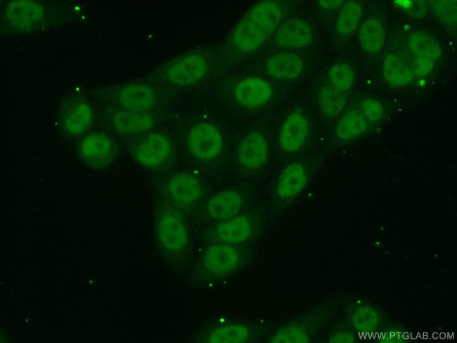 MYSM1 Antibody in Immunocytochemistry (ICC/IF)